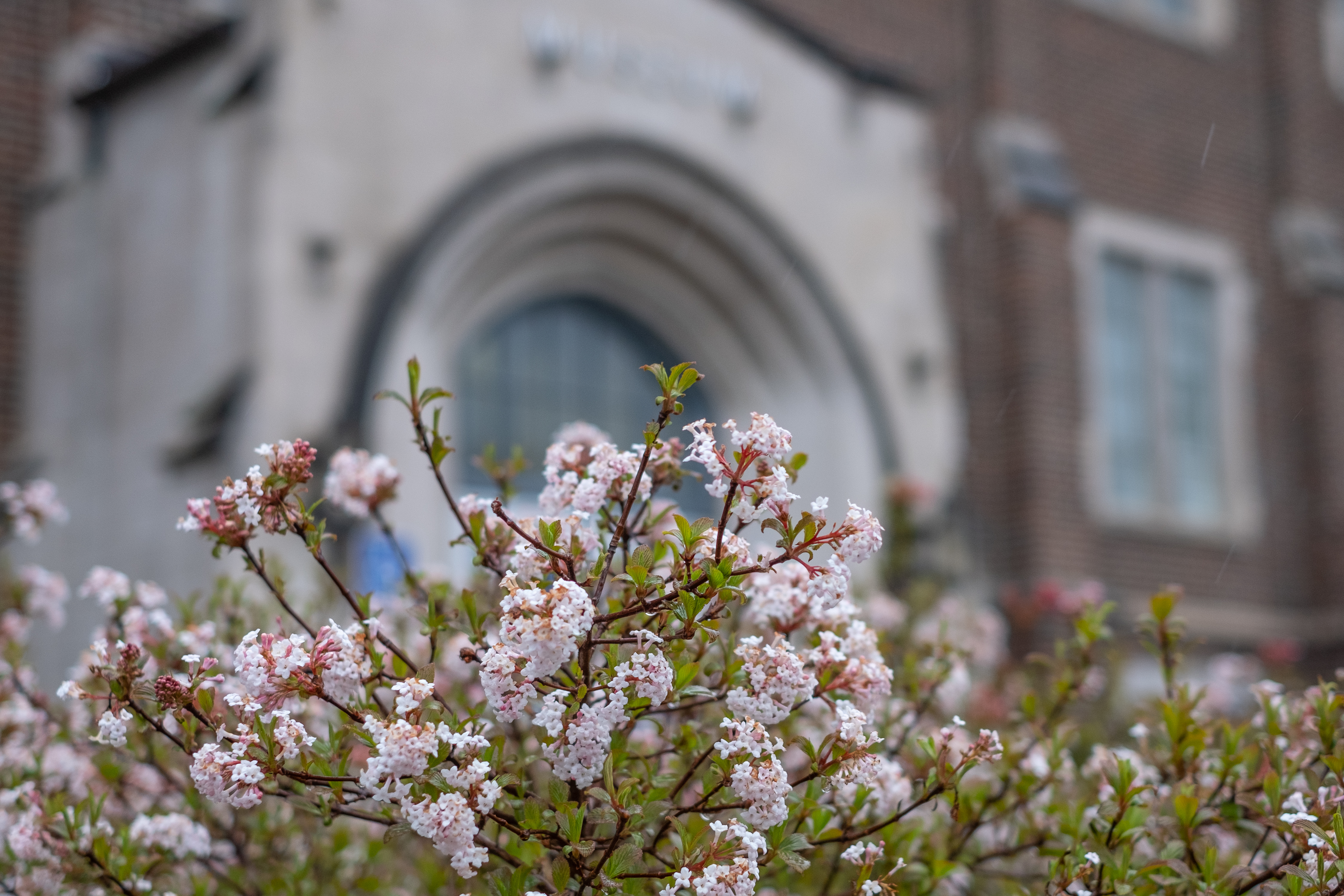 image of pink blossoms in front of building